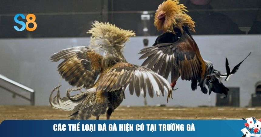 Đá Gà Campuchia: Đấu Trường Trực Tuyến Đỉnh Cao 2 Các thể loại đá gà hiện có tại trường gà S8club