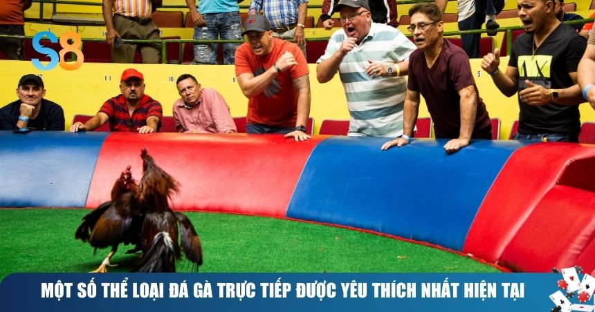 Đá Gà Trực Tiếp – Hồi Hộp Trong Từng Trận Đấu 2 Thể loại đá gà trực tiếp được yêu thích hiện nay