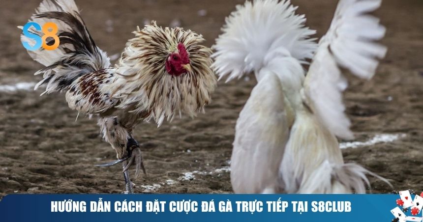 Đá Gà Trực Tiếp – Hồi Hộp Trong Từng Trận Đấu 3 Hướng dẫn cách đặt cược đá gà trực tiếp tại S8club