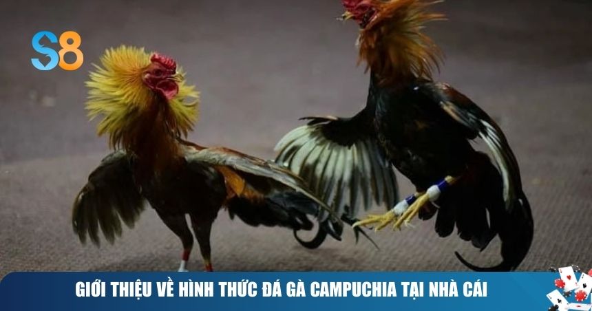 Đá Gà Campuchia: Đấu Trường Trực Tuyến Đỉnh Cao 1 Giới thiệu về hình thức đá gà Campuchia tại nhà cái