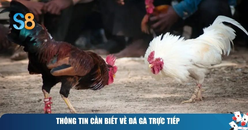 Đá Gà Trực Tiếp – Hồi Hộp Trong Từng Trận Đấu 1 Thông tin cần biết về đá gà trực tiếp