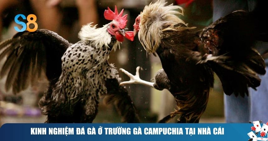 Đá Gà Campuchia: Đấu Trường Trực Tuyến Đỉnh Cao 3 Kinh nghiệm đá gà Campuchia chuẩn tại nhà cái