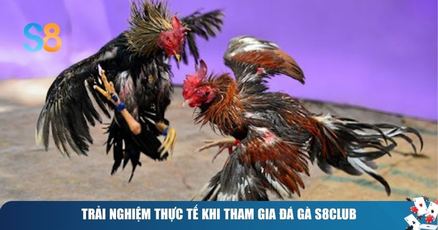 Trải nghiệm thực tế khi tham gia đá gà S8club
